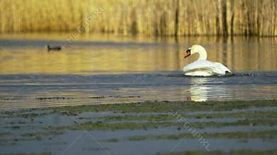 Mute swan (Cygnus olor). White swan swimming in a pond and splashing in the water. Slow motion