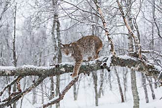 Lynx in scandinavia
