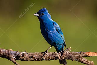 Indigo Bunting