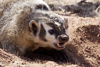Badger