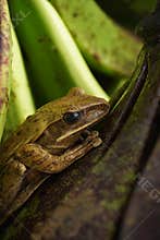 a forest frog lives in a banana fruit