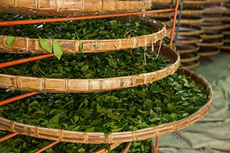 Taiwan's Chiayi City, Long Misato territory of a tea factory workers are hanging Oolong tea (tea first process: dry tea)