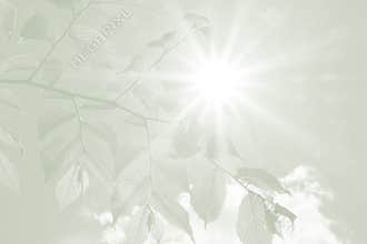 Beech leaves and rays of hope, sympathy background