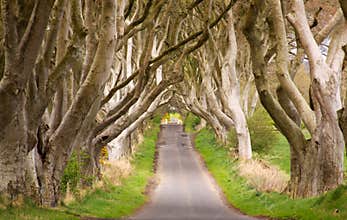 The Dark Hedges, Northern Ireland