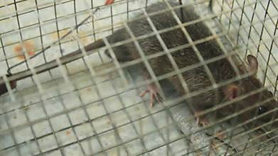 Brown Rat Trapped Inside Metal Wire Live Cage