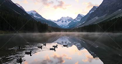 Graceful Waterfowl Gliding Across Pristine Lake Waters Close up and medium shots of various native waterfowl (e.g., ducks,