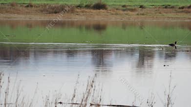 Video of waterfowl in spring