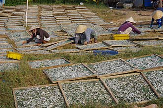 Vietnamese fish sauce factory