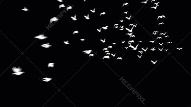 Flying bird with transparent passage