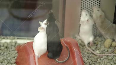 Mice in cage