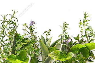 Herb Border