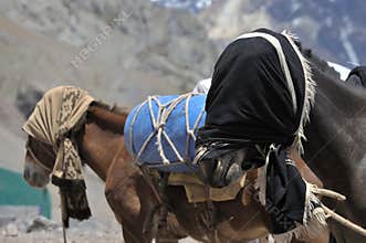 Horses kept in mountainous areas for the movement of climbers, mountaineers, and tourists. Blindfolded horses. Beautiful horses