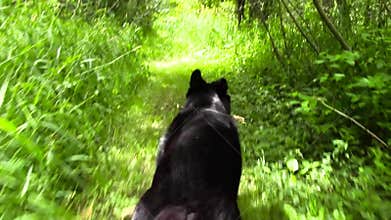Dog Running Through Forest