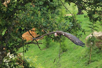 Flying turkey vulture