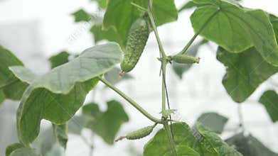 Close-up of small corn cucumbers hanging on a branch in a greenhouse,