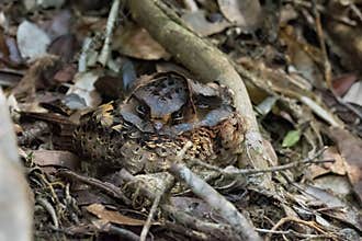 Africa: Madagascar Nightjar bird Caprimulgus Madagascariensis, perfect camouflage