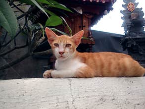 Young Cat`s Eyes Gaze Relaxed On The Wall Of Balinese Shrines
