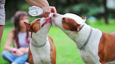 Pit bull terrier drinks water