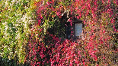 White and red wall with nice window.