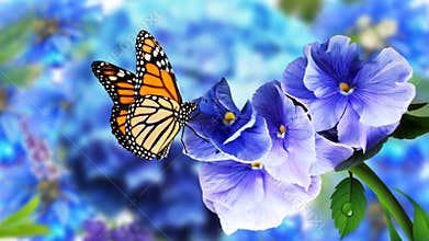 Butterfly on Flowers with Blurry Natural Background. Beautiful Butterfly Flower images