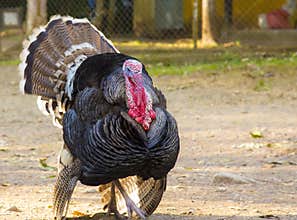 Large black turkey in the republic of Honduras