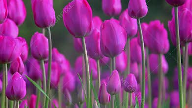 Pink Tulips in the Breeze