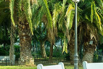 Park sun-palm trees and white small benches
