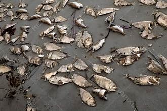 Dead fish