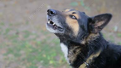 Dog expression, angry dog, dog guard