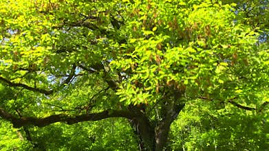 Oak tree in a forest in spring