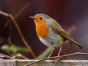 Robin bird