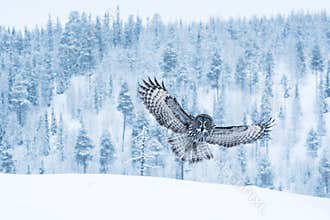 Great grey owl flying in wintery taiga forest in Lapland