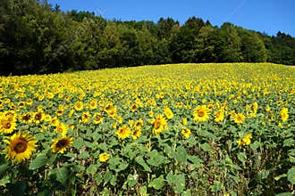 Field of Sunflowers