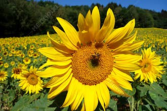 Field of Sunflowers
