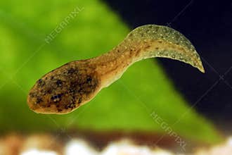 Swimming Frog Tadpole