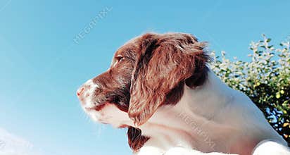 Cute puppy dog outdoors blue sky copyspace