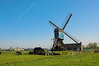 Summer in the netherlands, windmill and  livestock pastures