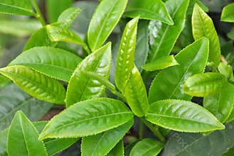 Green tea leaves