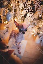 Peruvian hairless and chihuahua mix dog in festivaly decorated room with Christmass tree