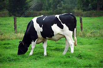 Grazing cow