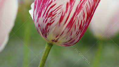Blossoming white tulip head detail