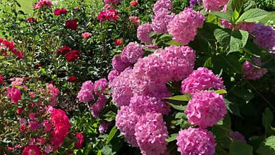 A chic hydrangea Bush with many spherical pink flowers