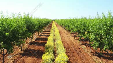 Long alley of green almond trees on an almonds plantation with yellow immortelle