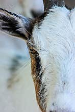 Goat in the farm