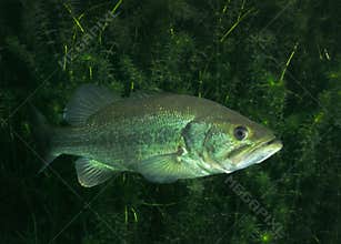 Large Mouth Bass - Vortex Springs
