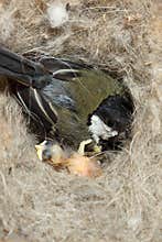 Great Tit, Parus major