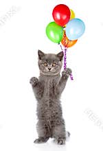 Kitten with bunch of balloons standing on hind legs. isolated on white background