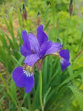 Purple bearded iris