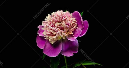 Timelapse of pink peony flower blooming on black background,