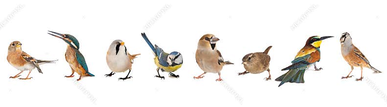 Group of birds isolated on white background